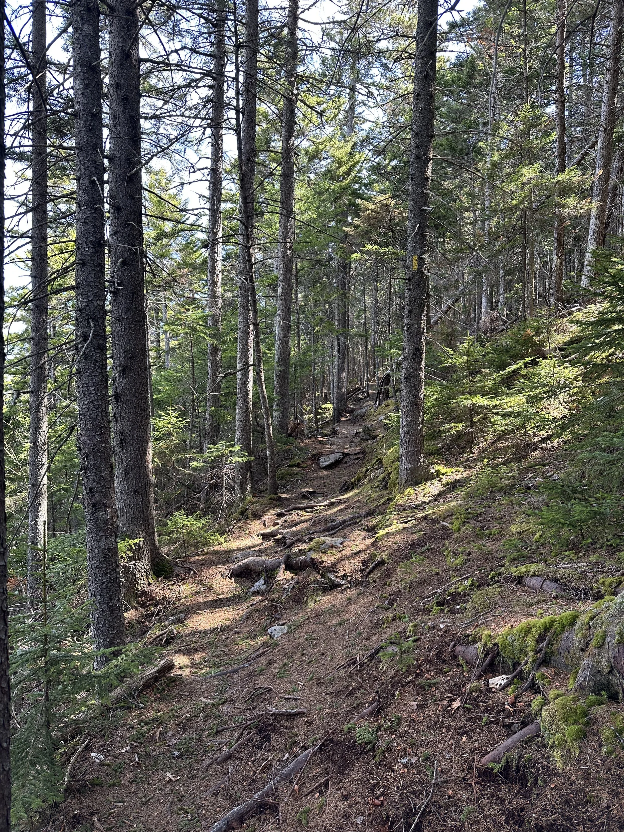 iron mountain trail traveling through the forest