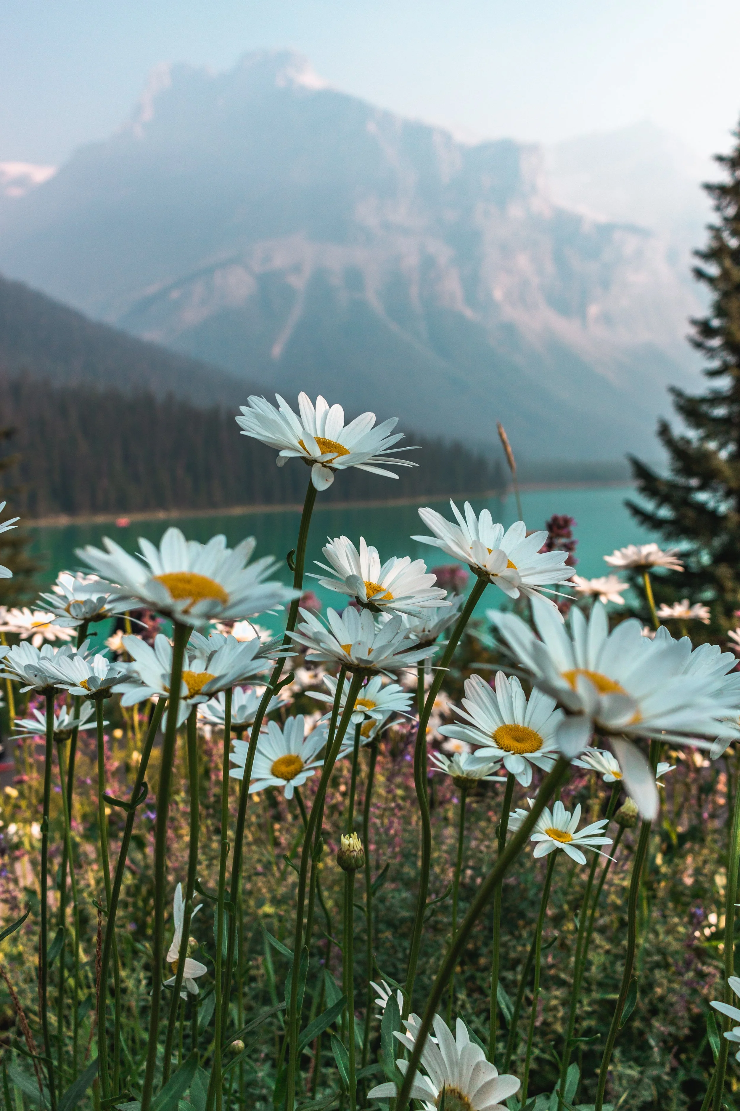emerald lake in yoho national park