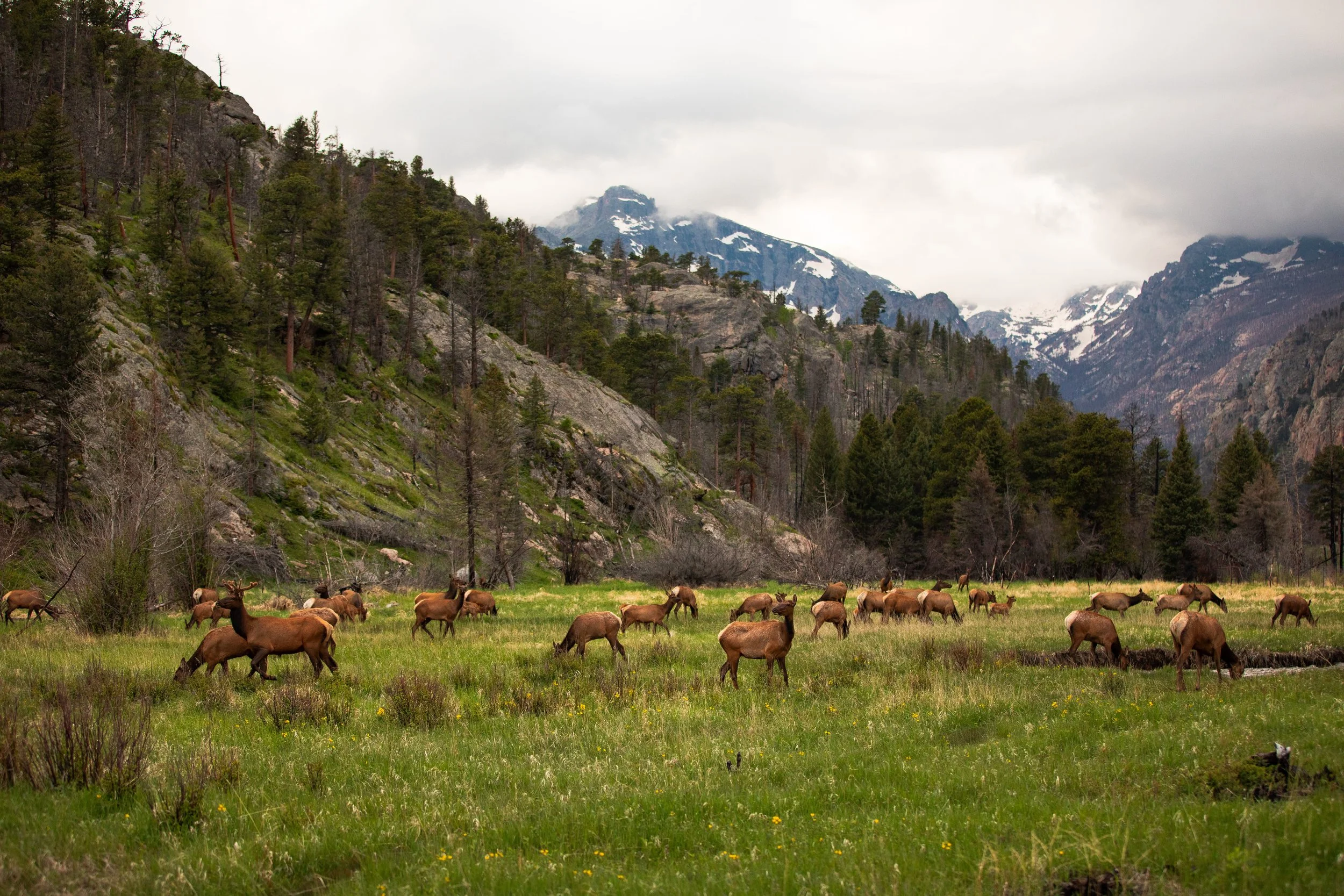 Elk in Moraine Park in Rocky Mountain National Park