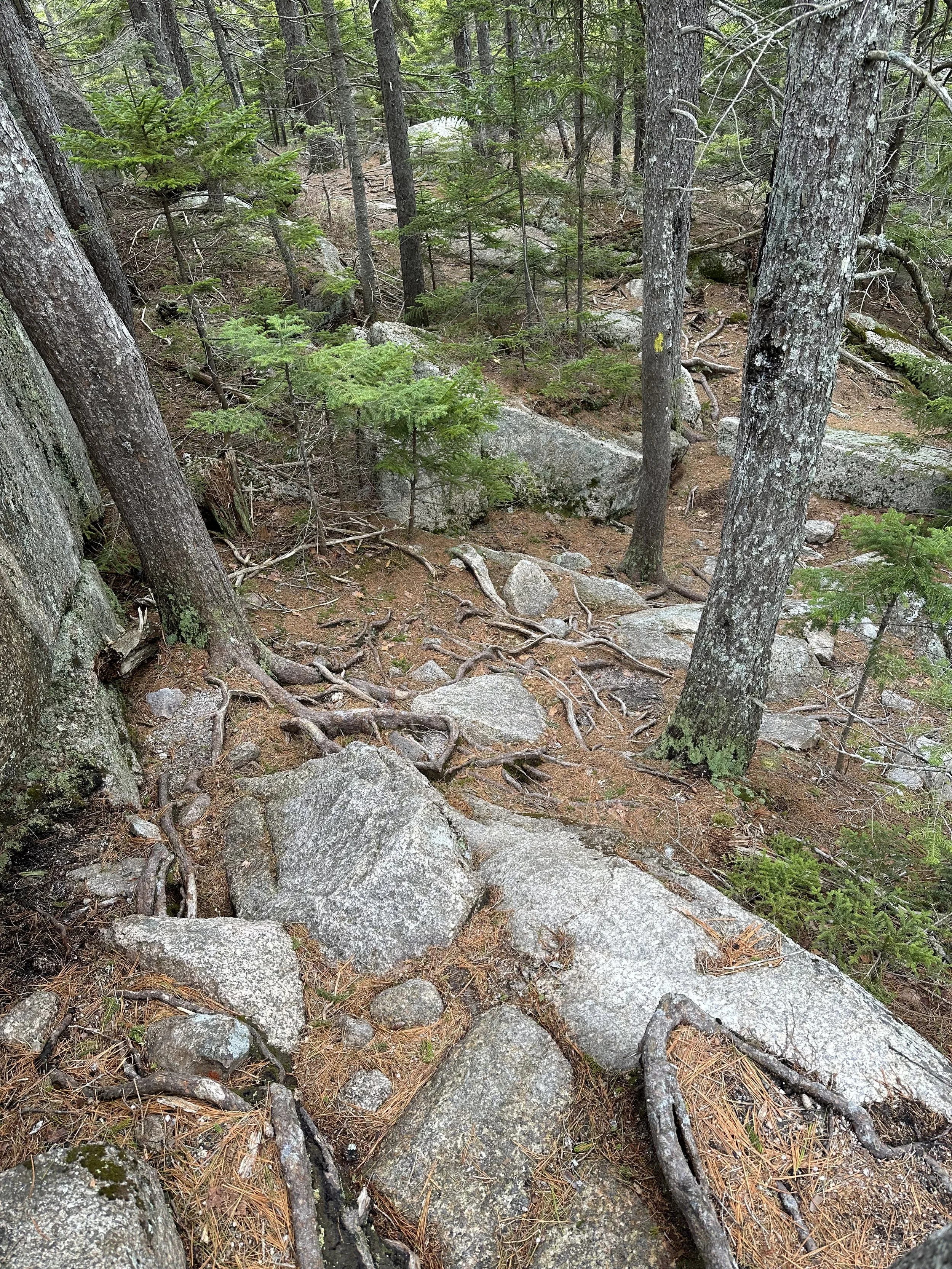 UNH Trail to the east ledges