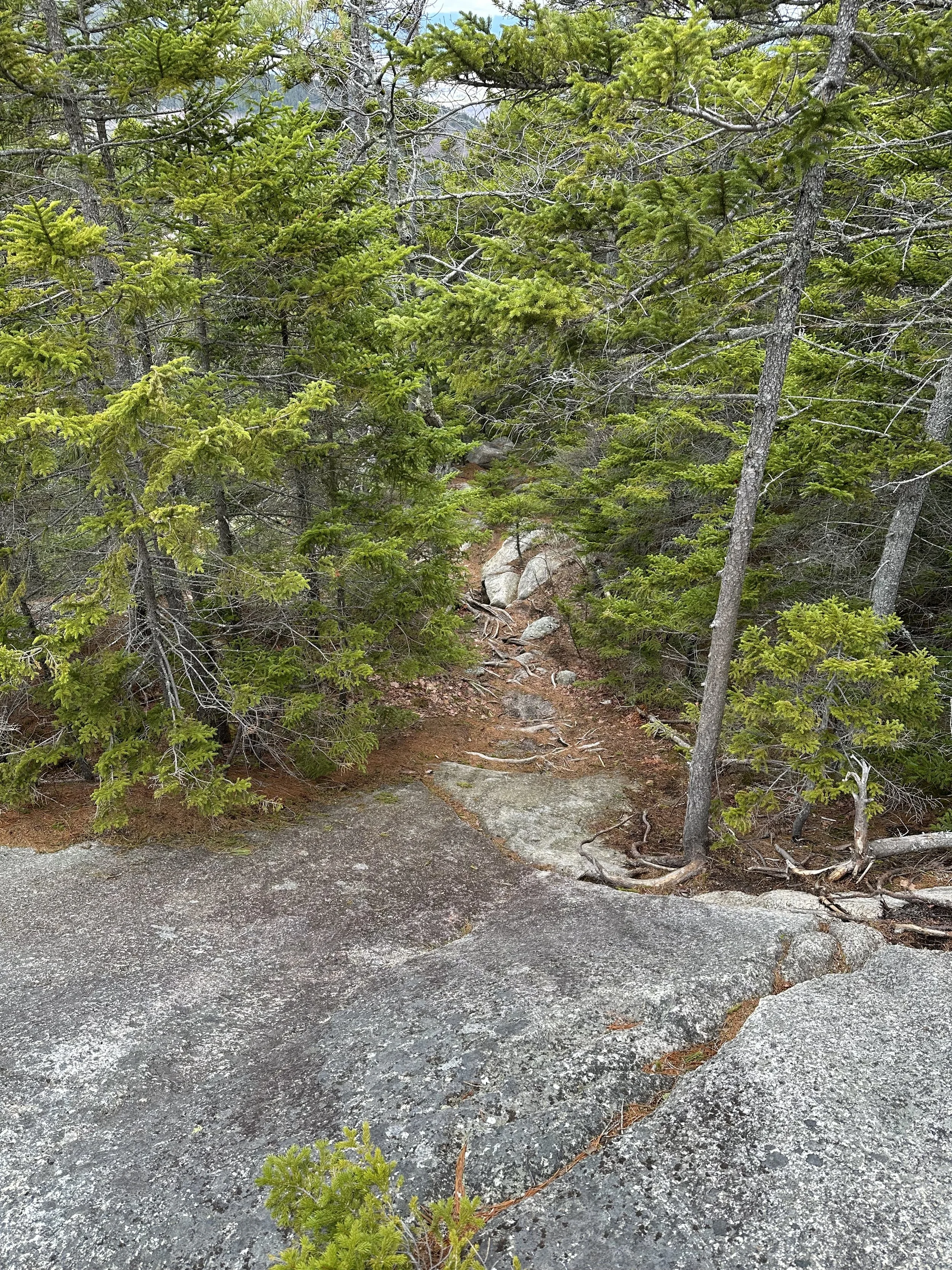 descending hedgehog mountain