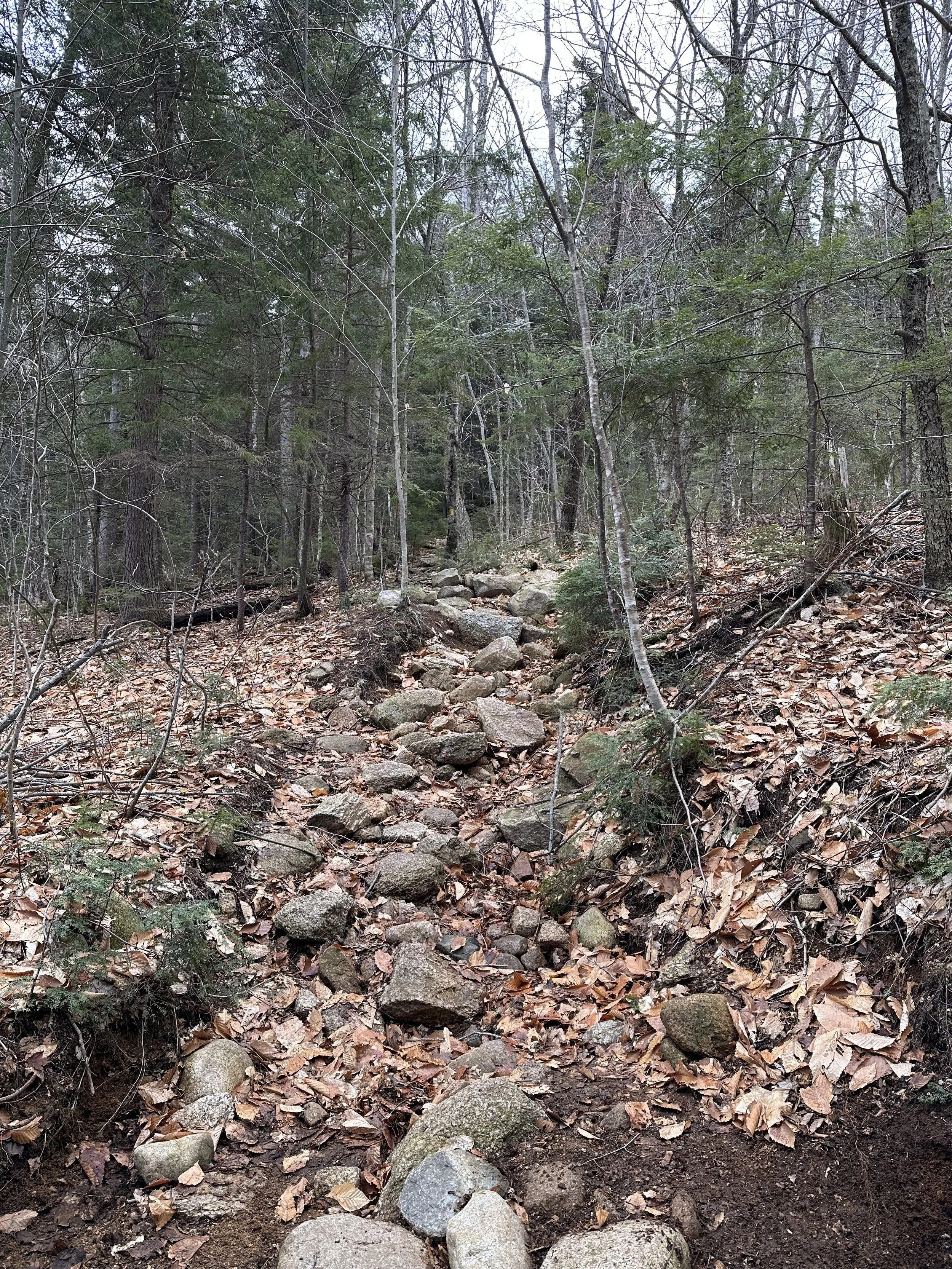 unh trail towards allen’s ledge