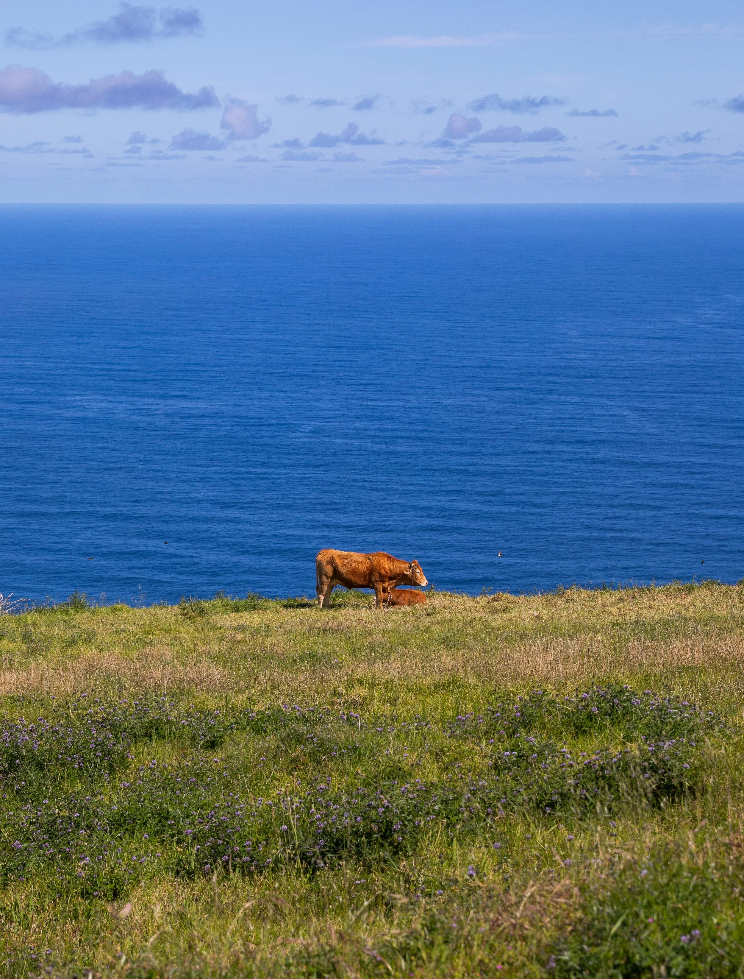 cow at Miradouro da Garganta Funda