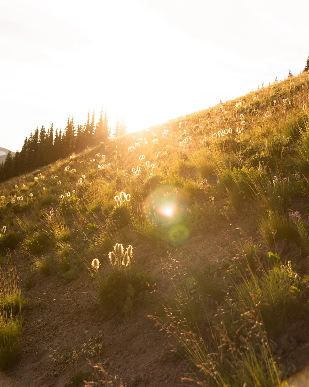 rays of sun over flower field near sourdough ridge trail in washington