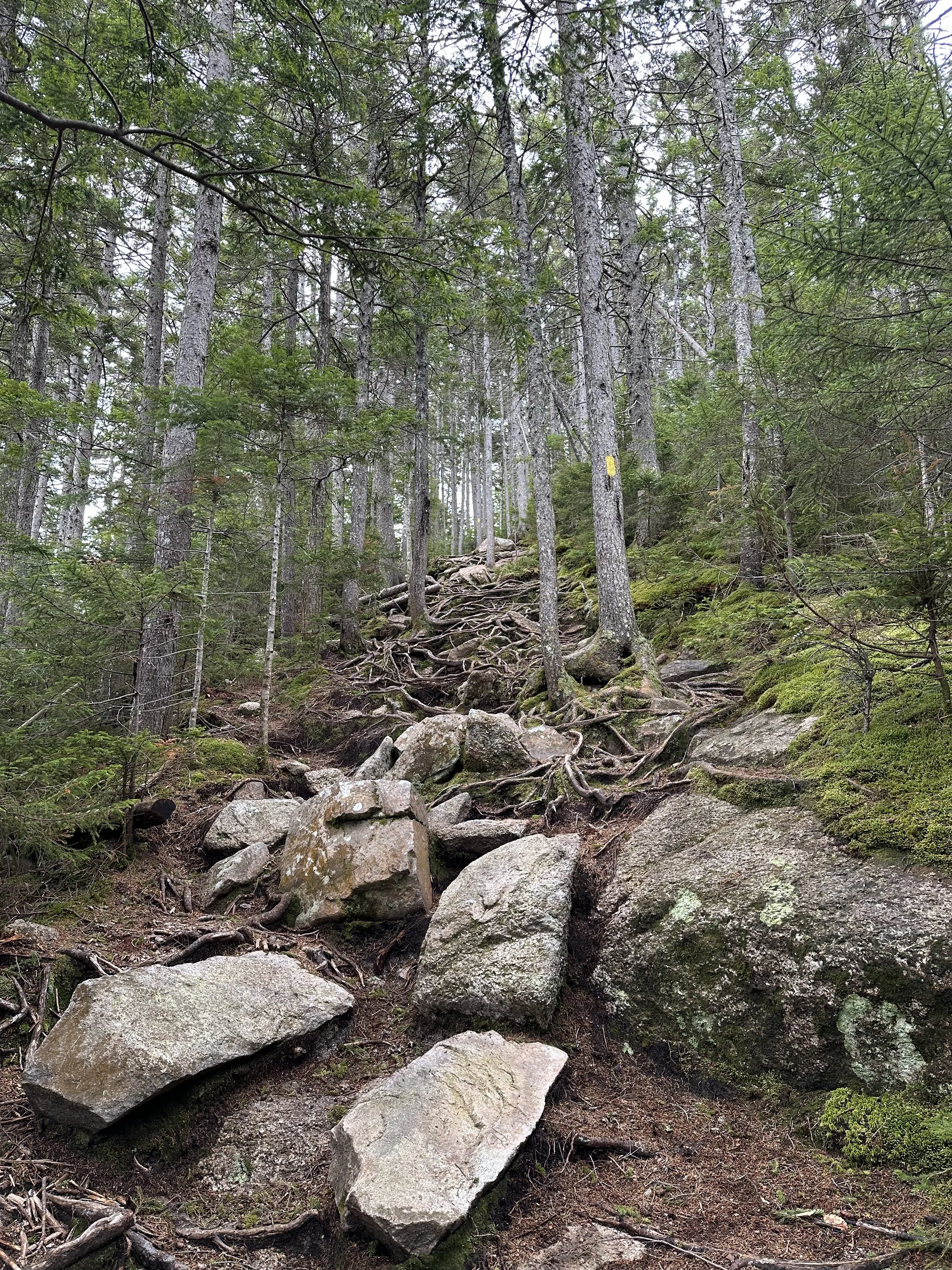steep section along the UNH Trail