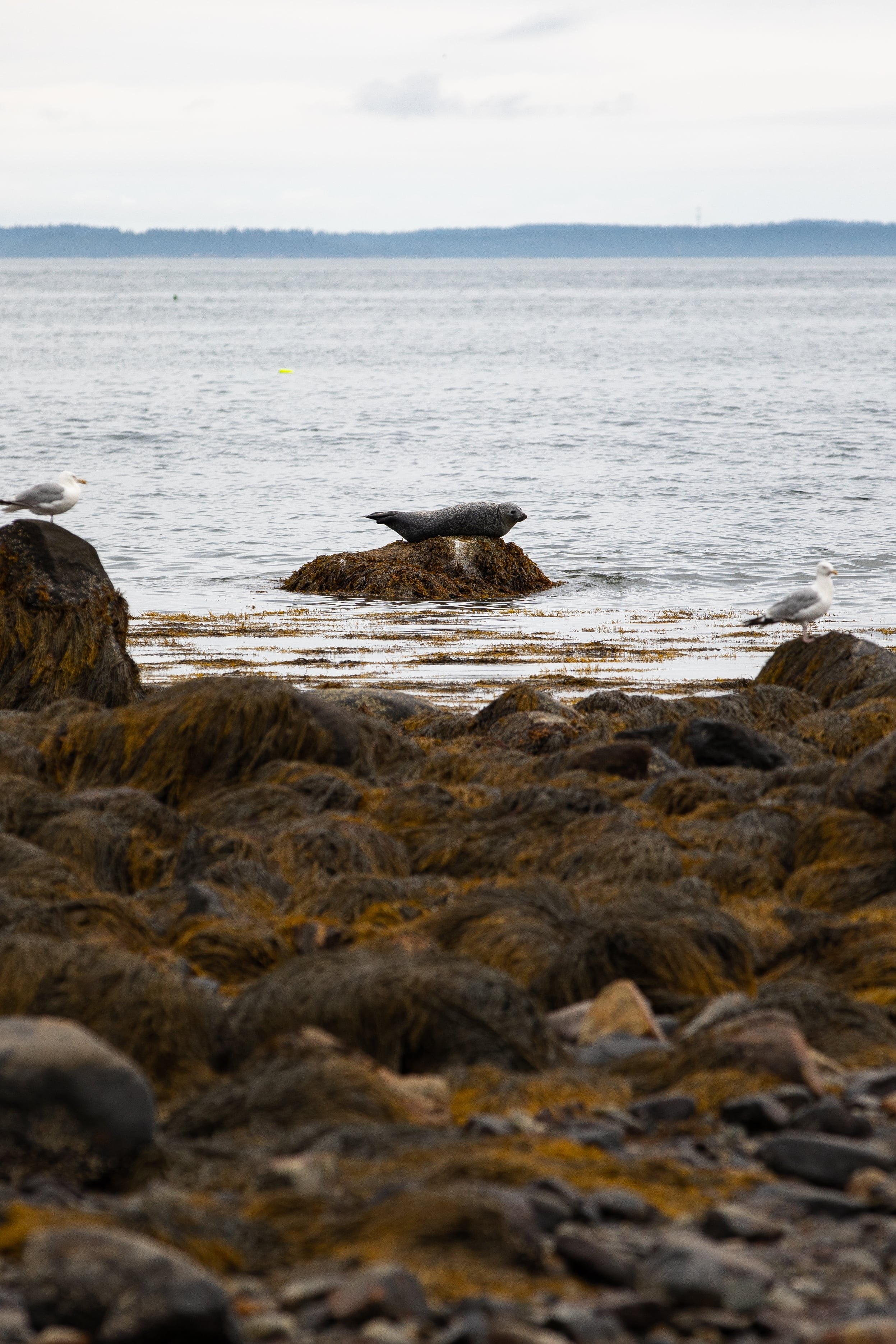 seal in maine