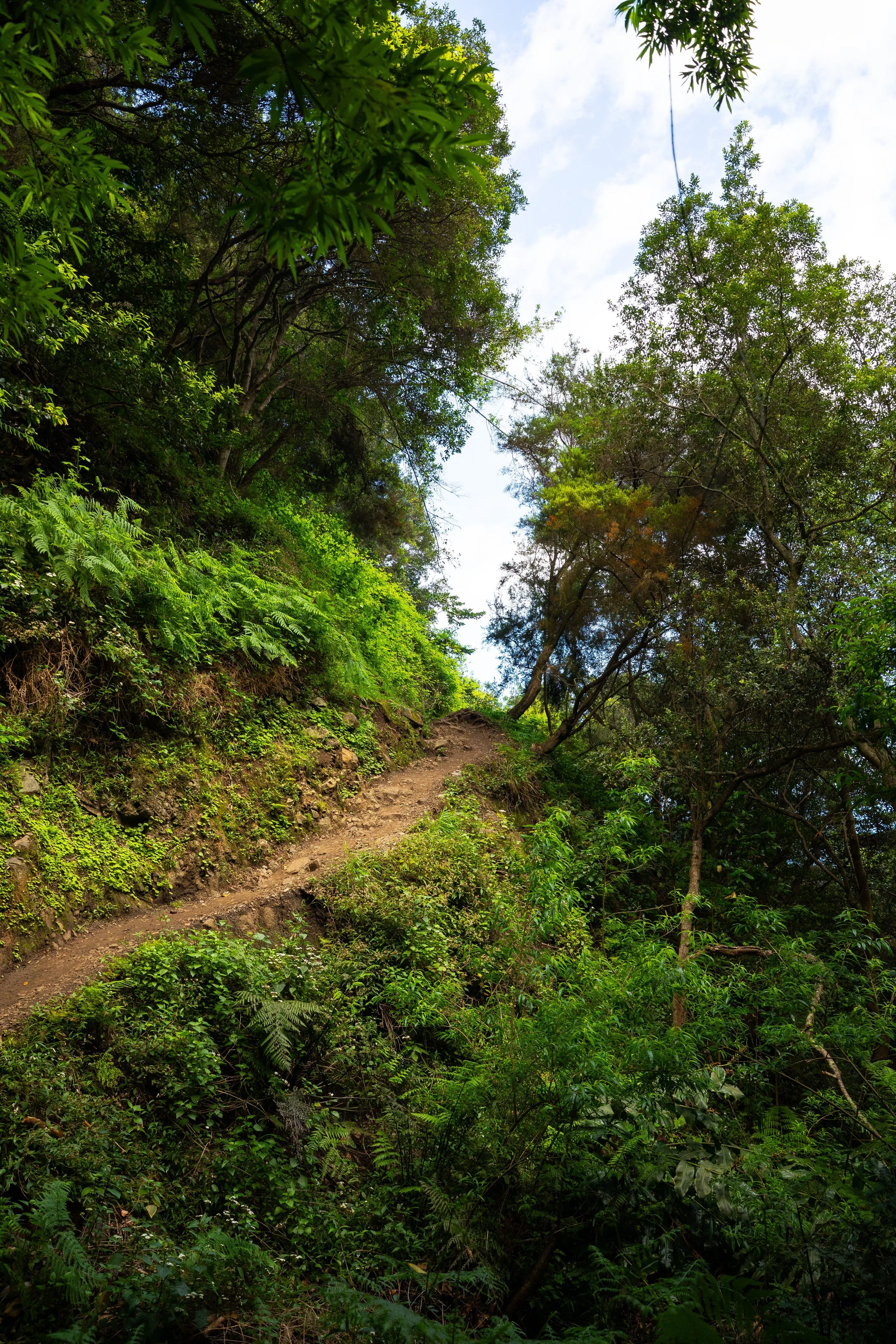 lush trail on  Vereda do Larano