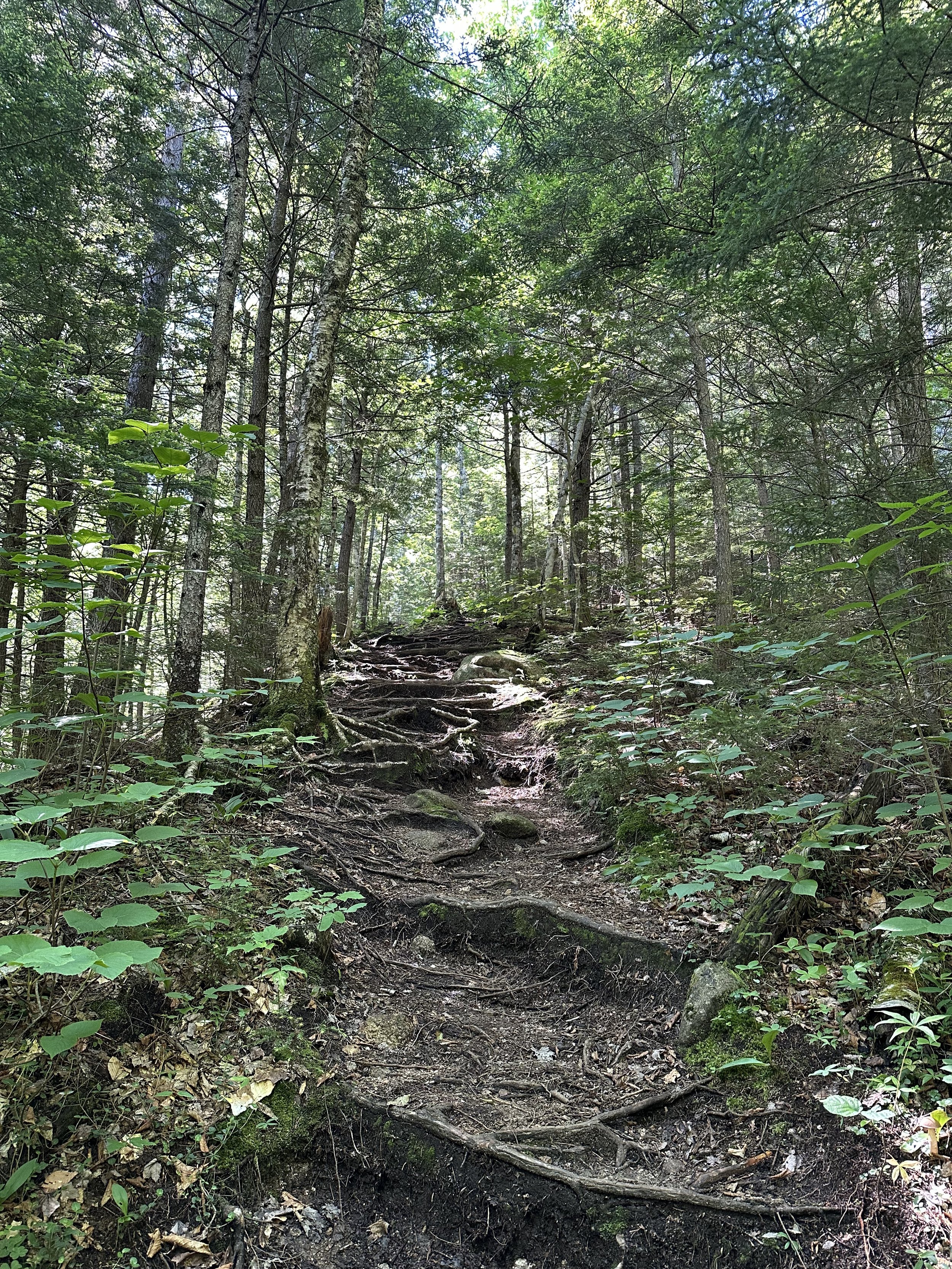 attitash trail after a half-mile