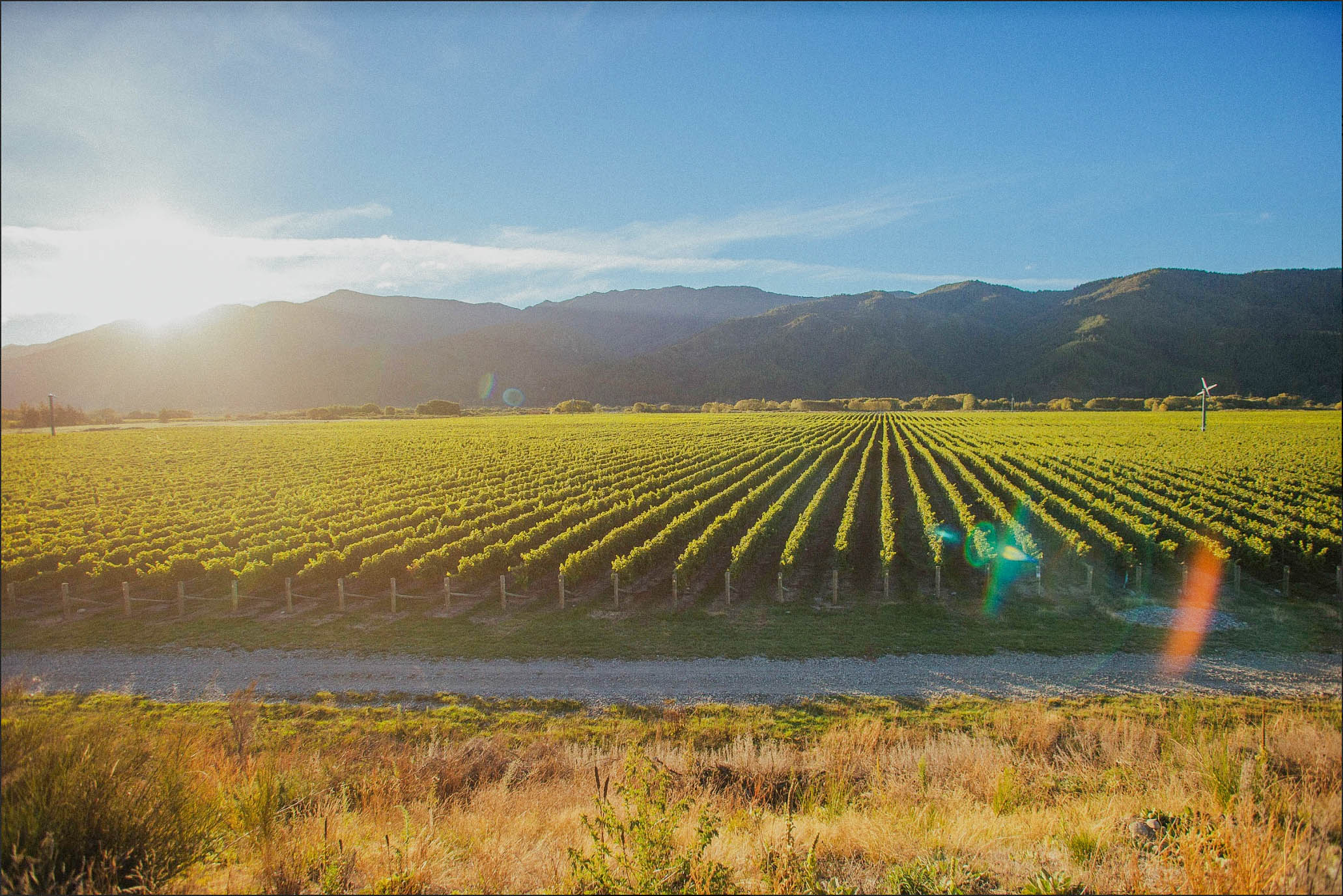 Hillersden_VineyardPhoto-1_darkish.jpg