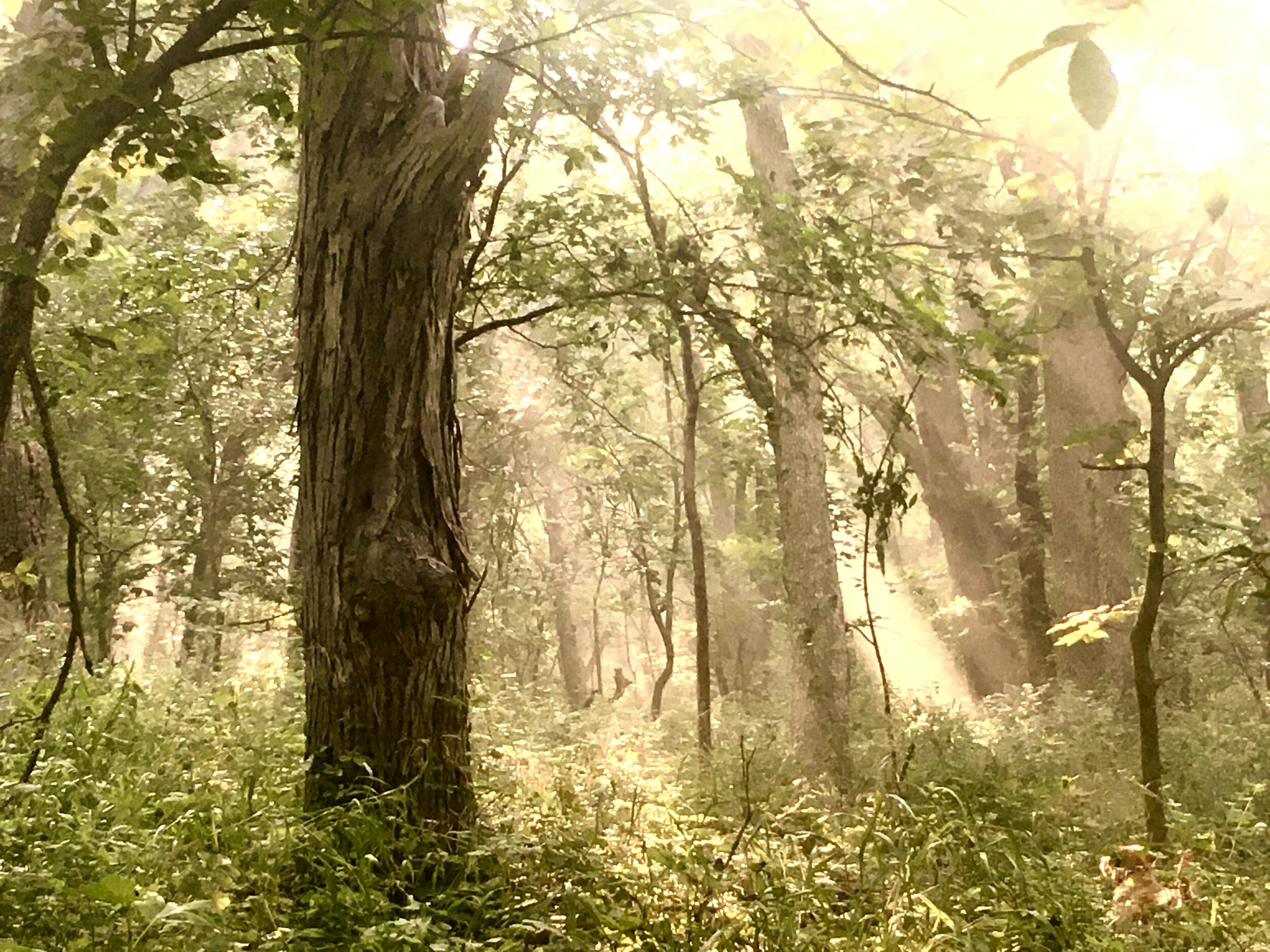 Shinrin-Yoku Forest Therapy Wild Edible Plant Wander