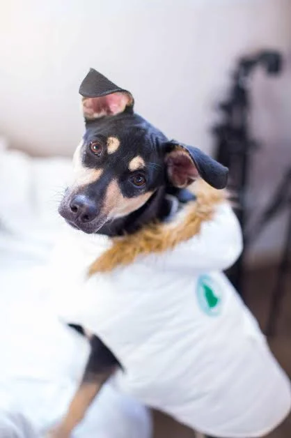 Pippa