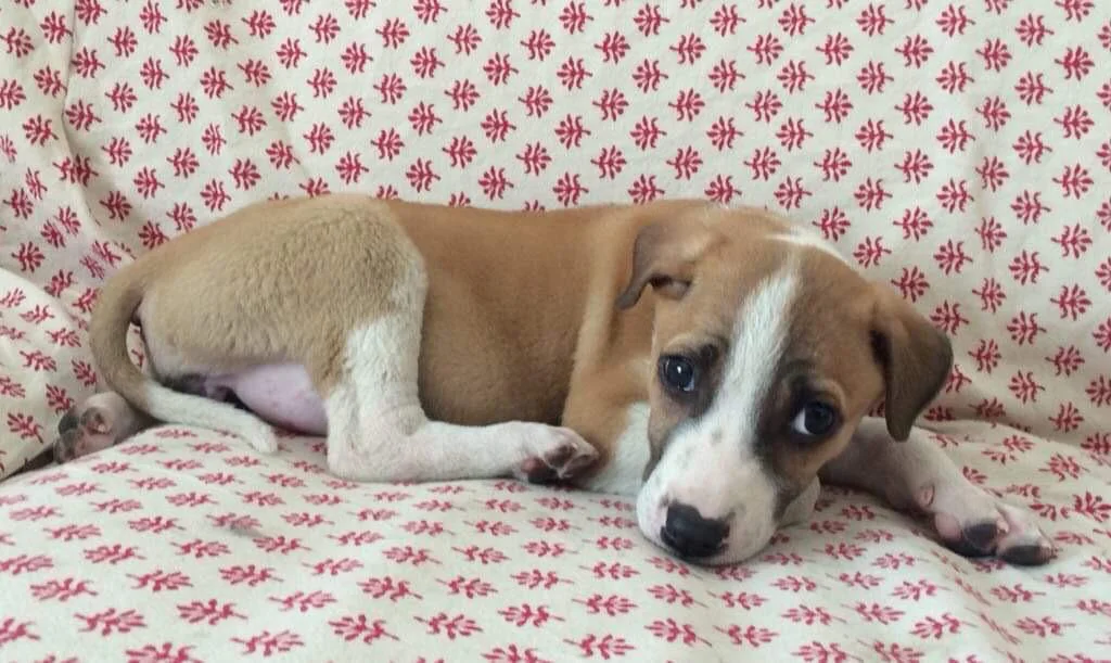 Baby Jax