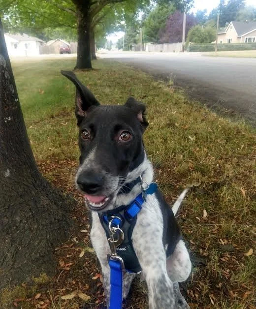 Domino 