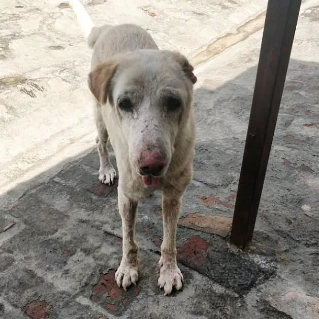 Moti