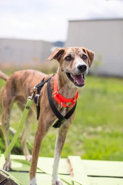 Raja
