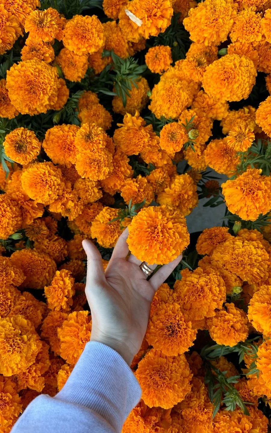 Colibri_Portland_Marigolds.jpg