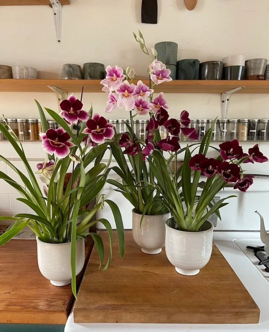 Miltonia Orchid Plant