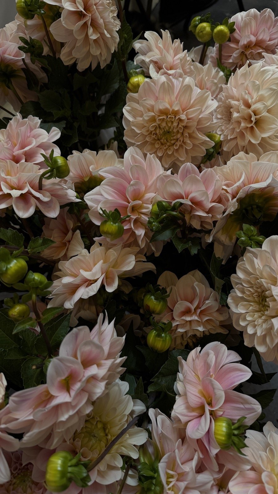 colibridahlias.JPG