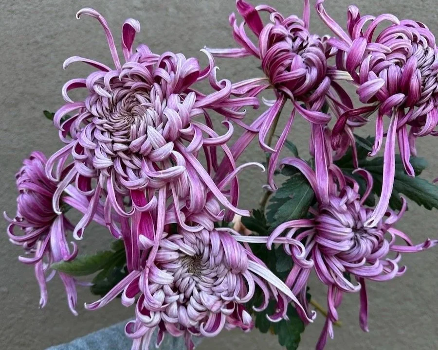 Heirloom Chrysanthemums