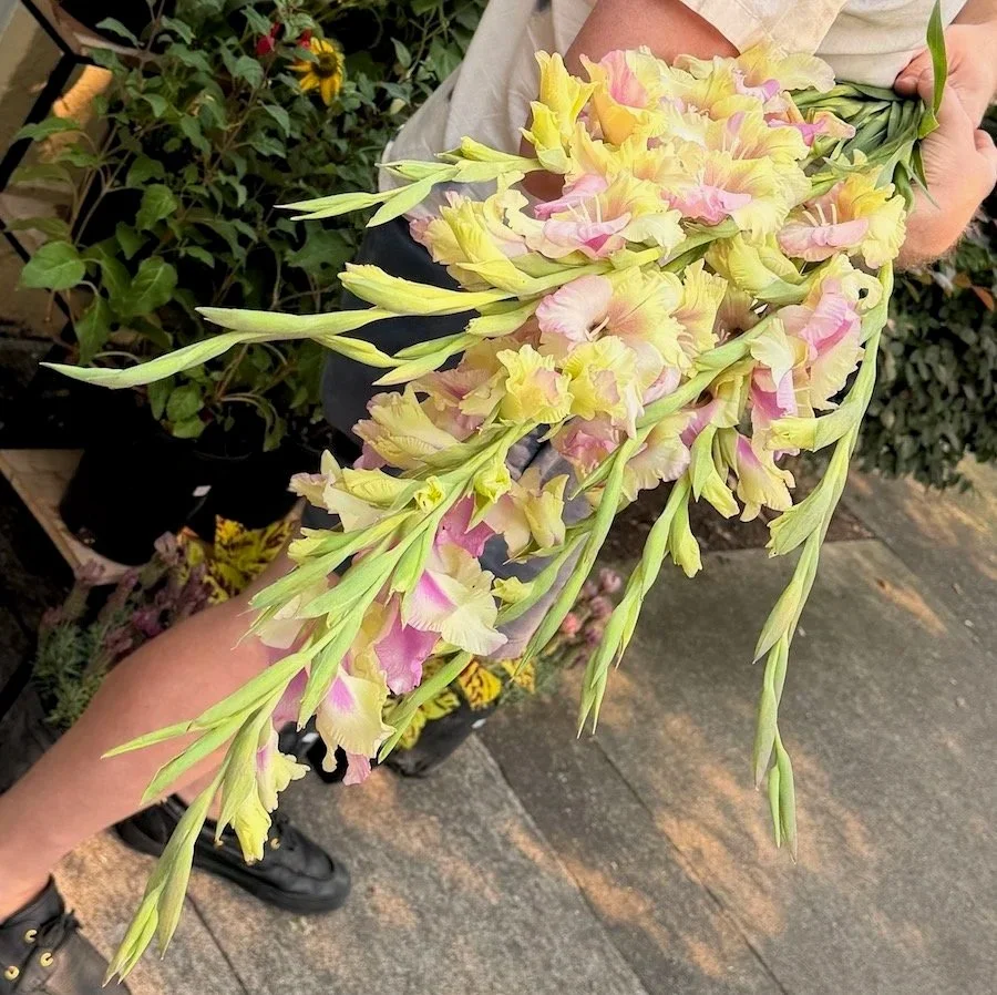 Strawberry Lemonade Gladiolus