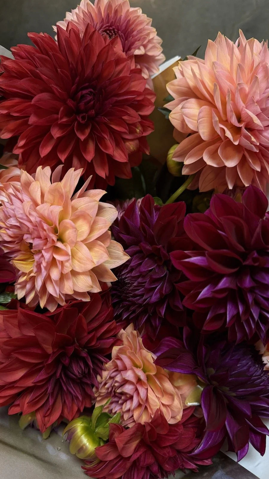 IMG_2480.jpg