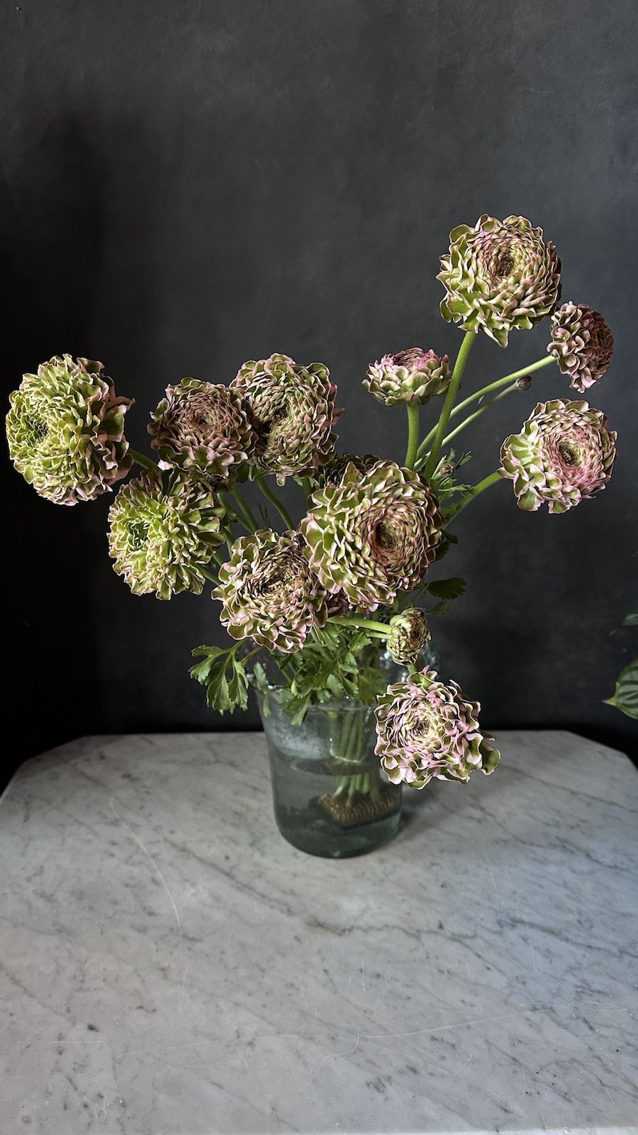 PEAK BLOOM, Weekly Special