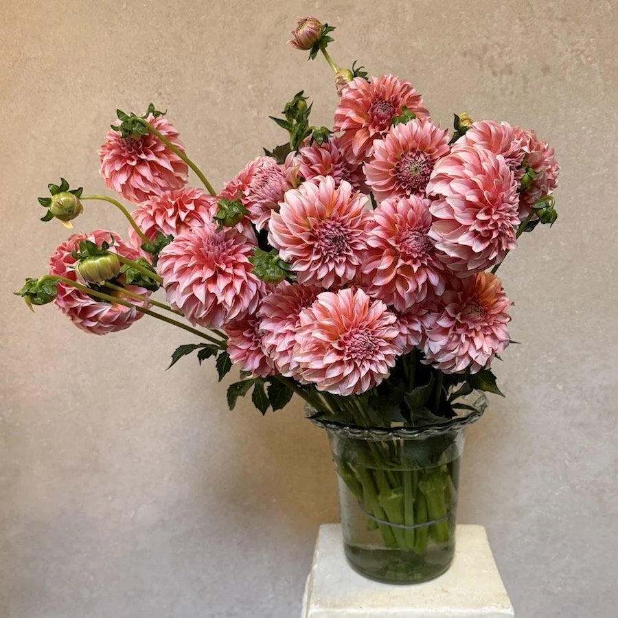 Peaches & Cream Dahlia