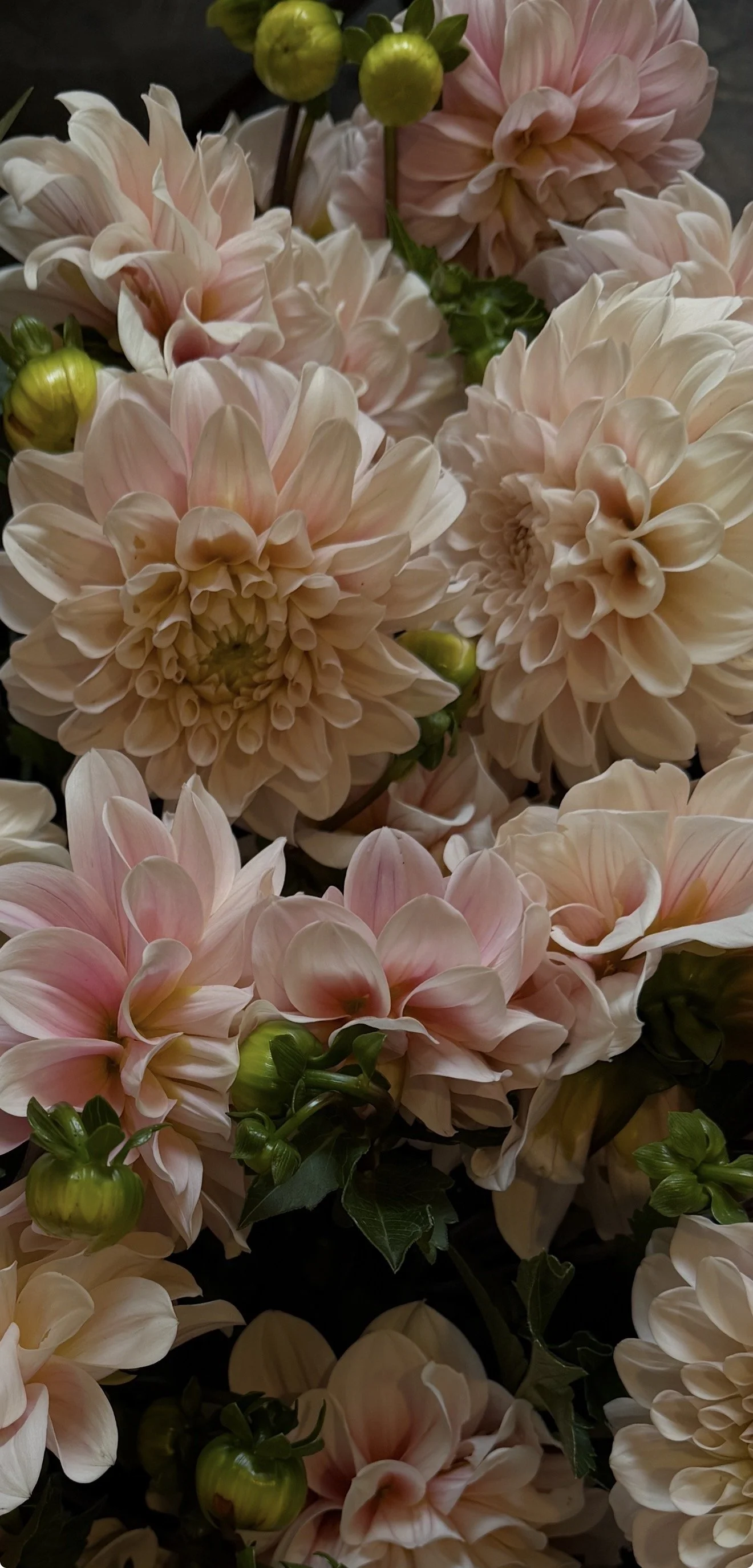 colibriflowersdahlia.jpg
