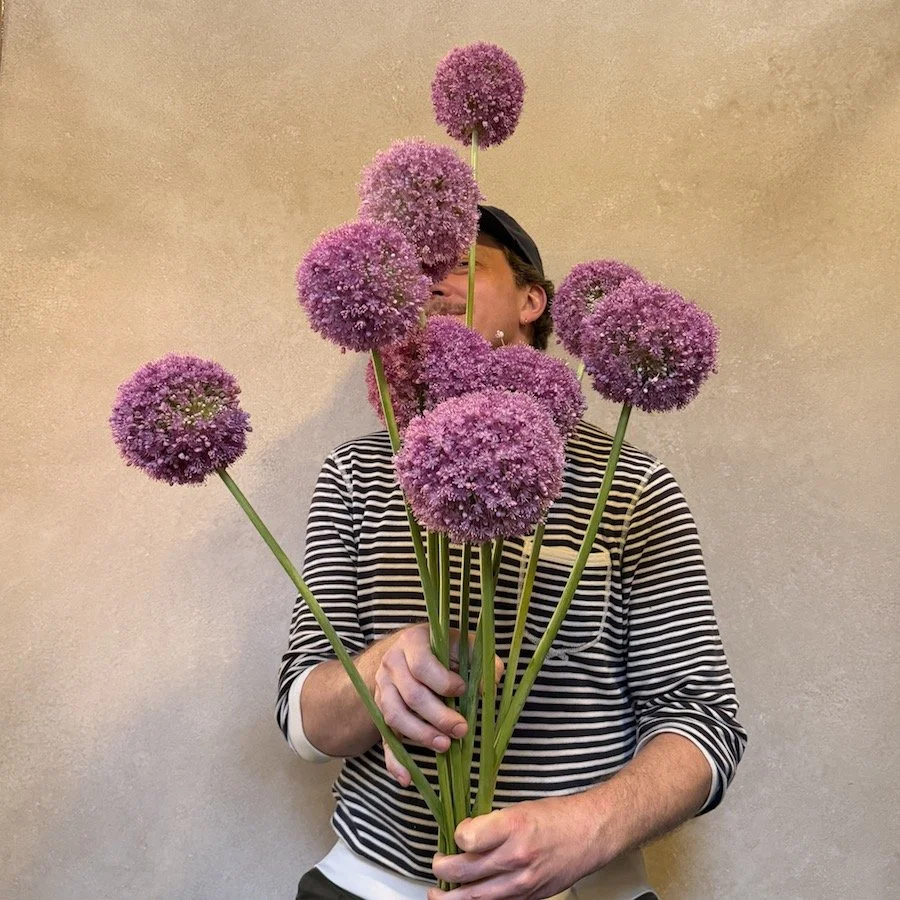 Giant Allium