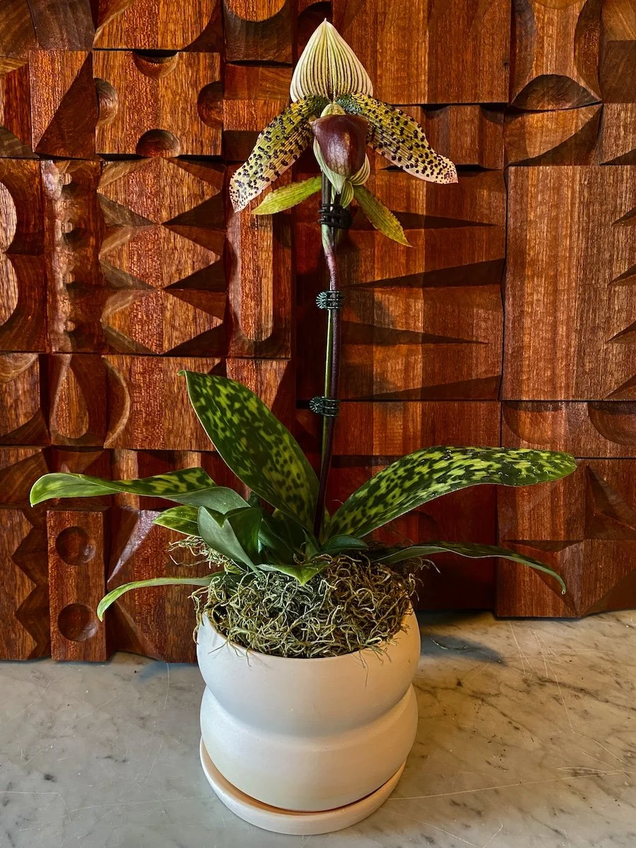 Lady Slipper Orchid Plant