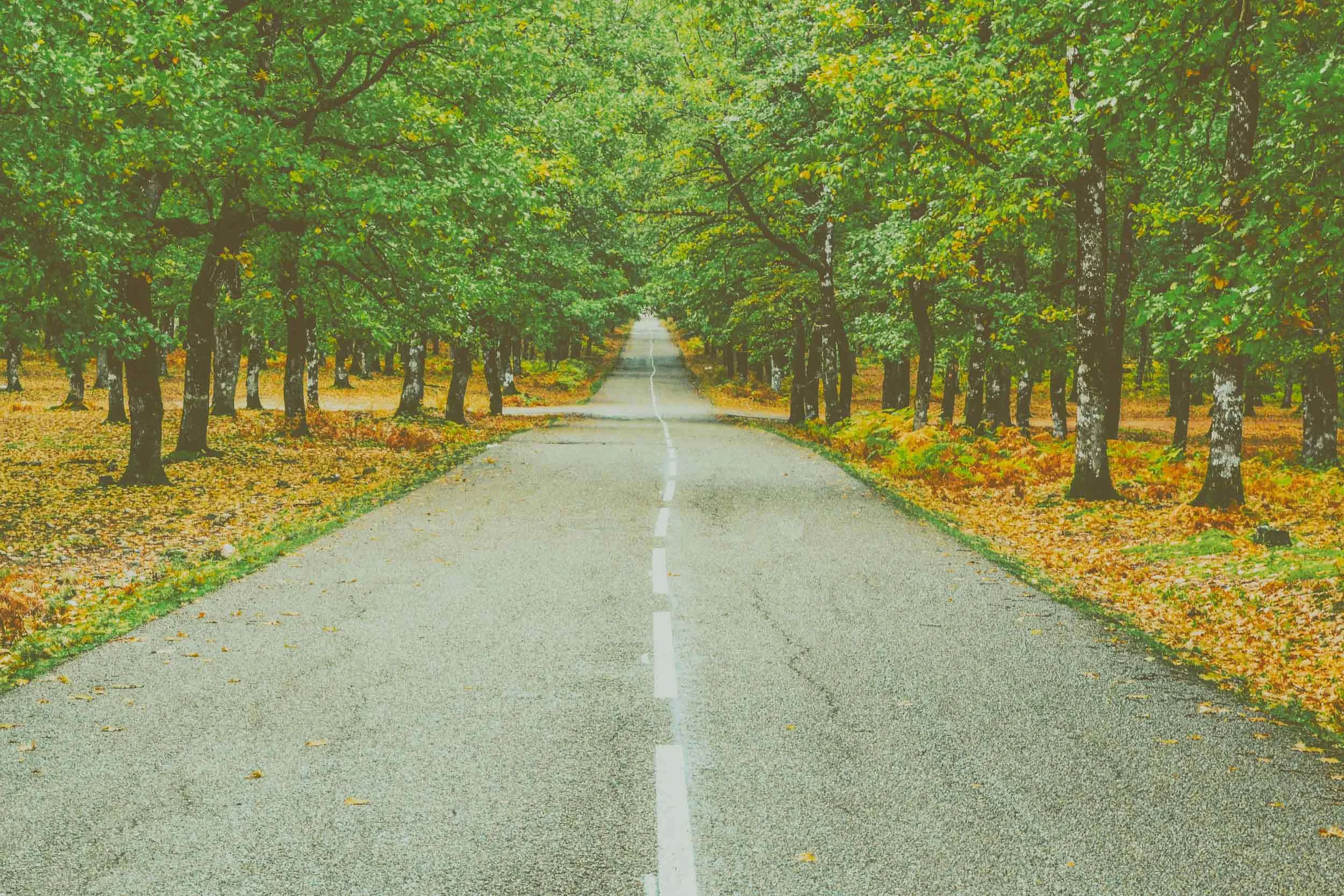 asphalt-dry-leaves-environment-694444.jpg