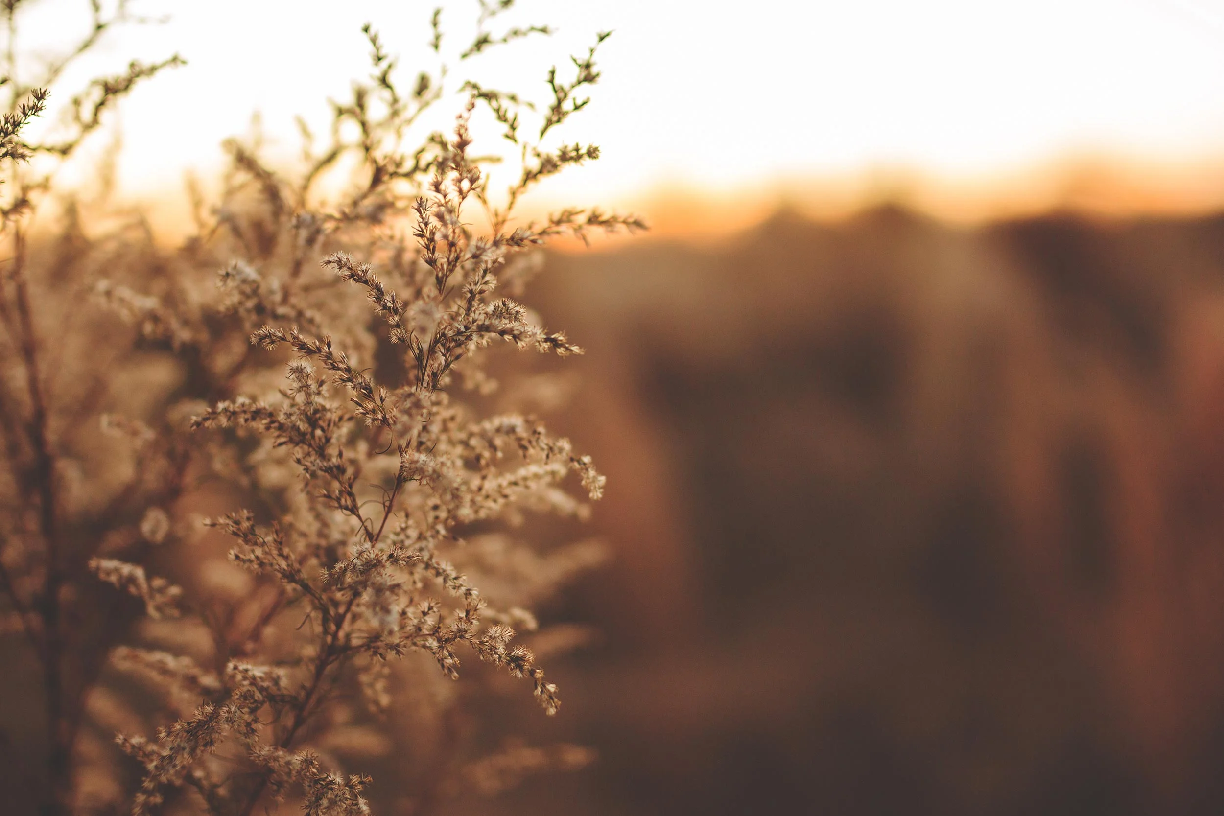 blur-close-up-environment-242586.jpg