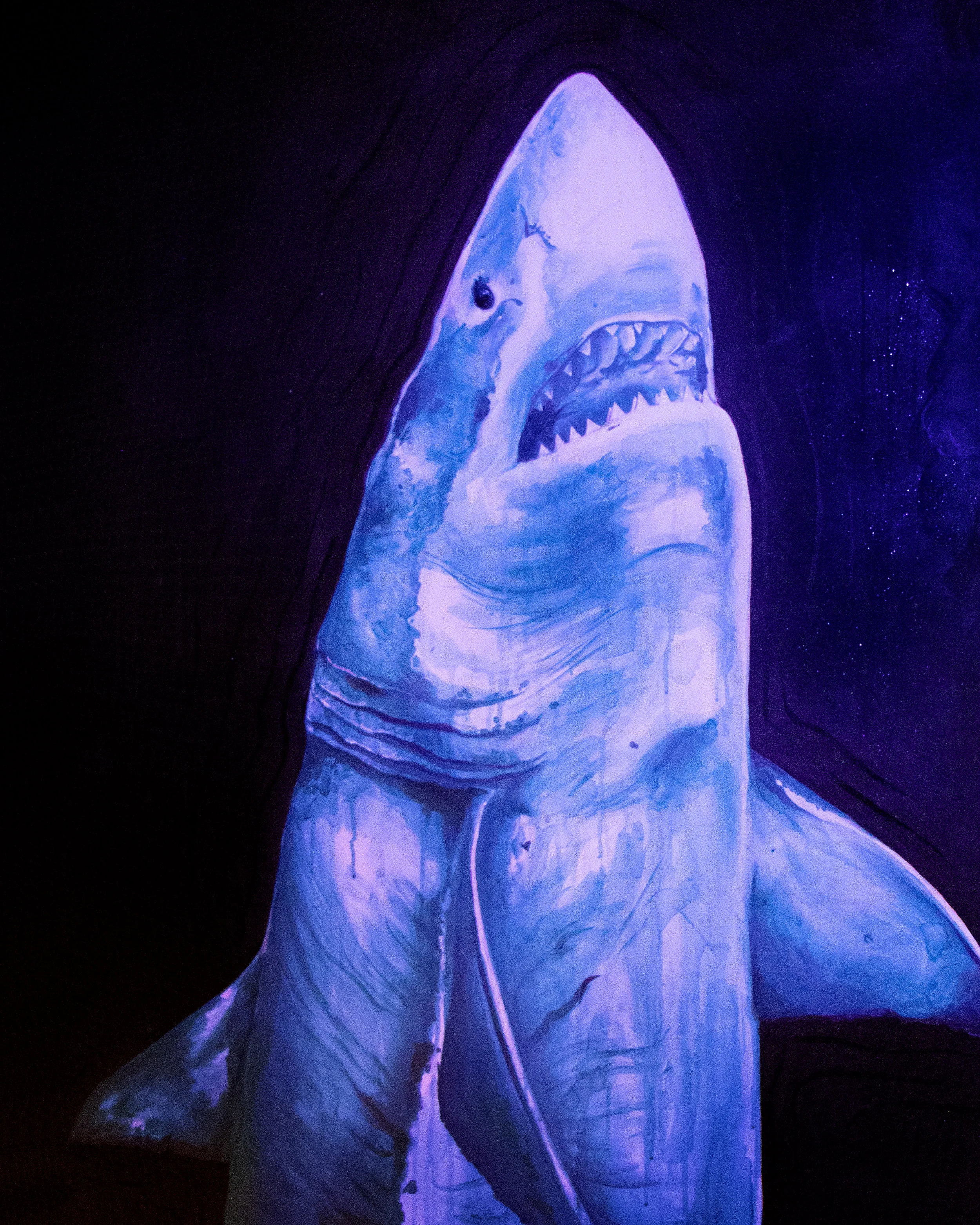 Copy of shark1.jpg