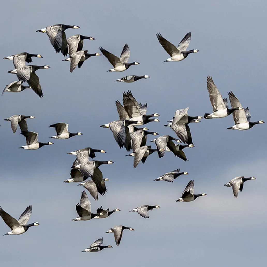 Wild Goose Weekend
