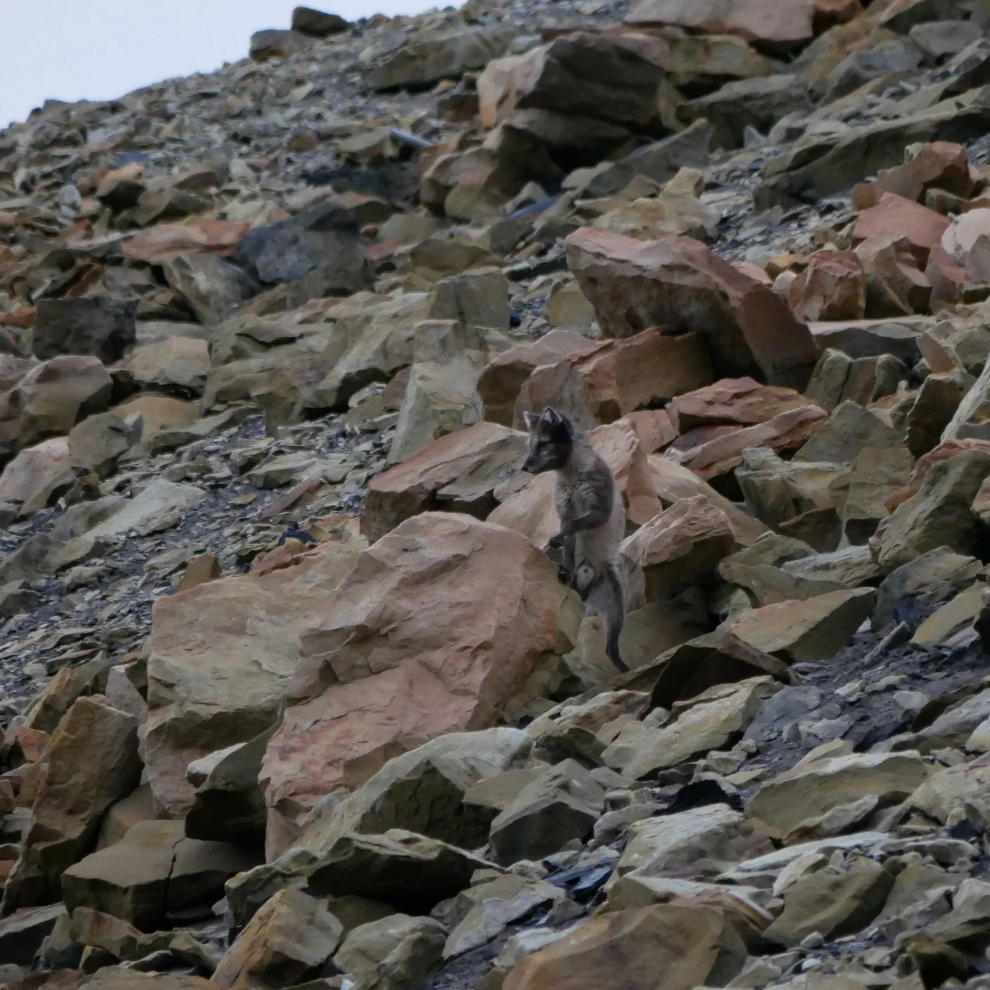 Another Arctic fox spotted further along the road.