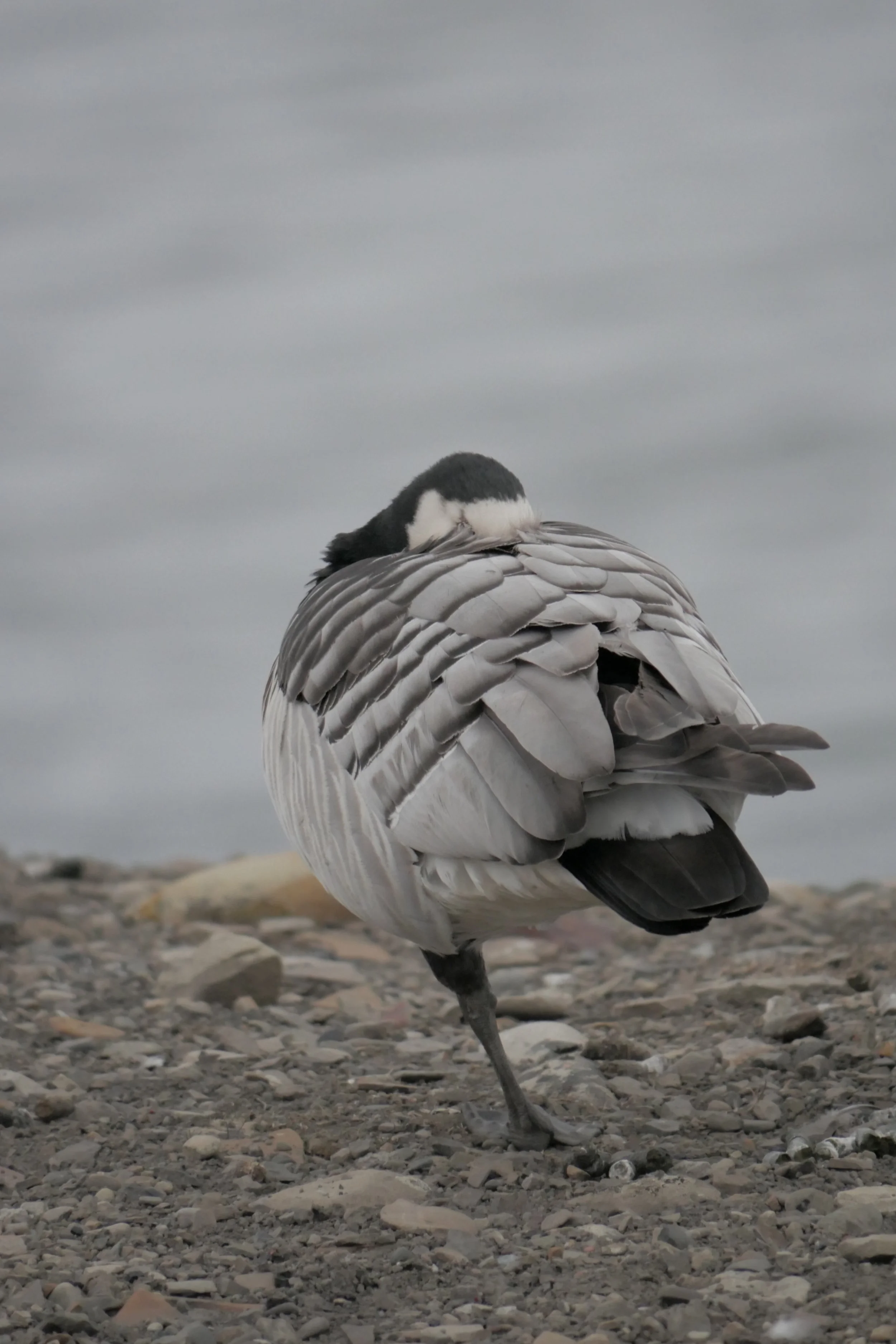 Amazing sleeping on one leg style on the go by this Barnie.