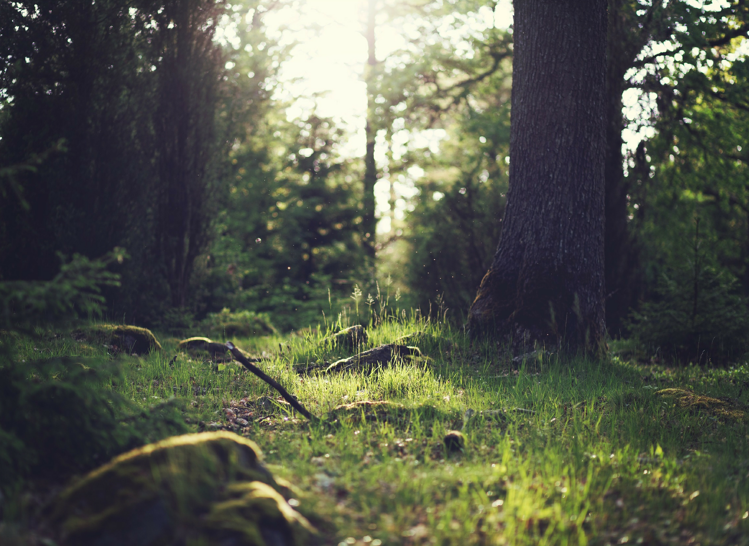 Forest.png