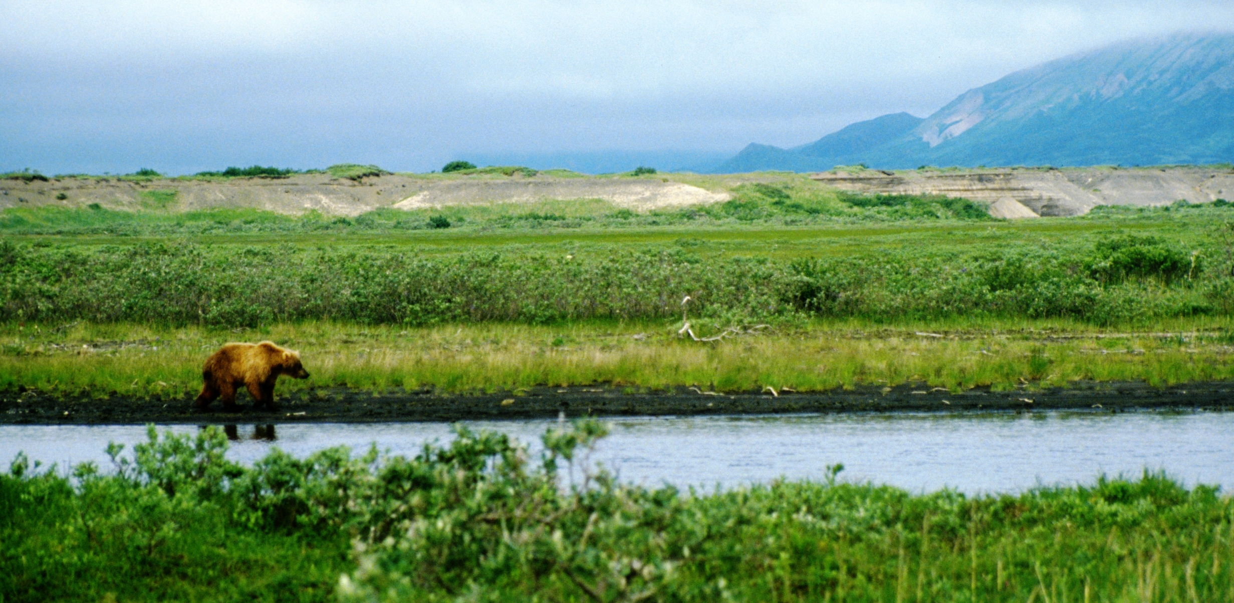 bear walking down river.jpg