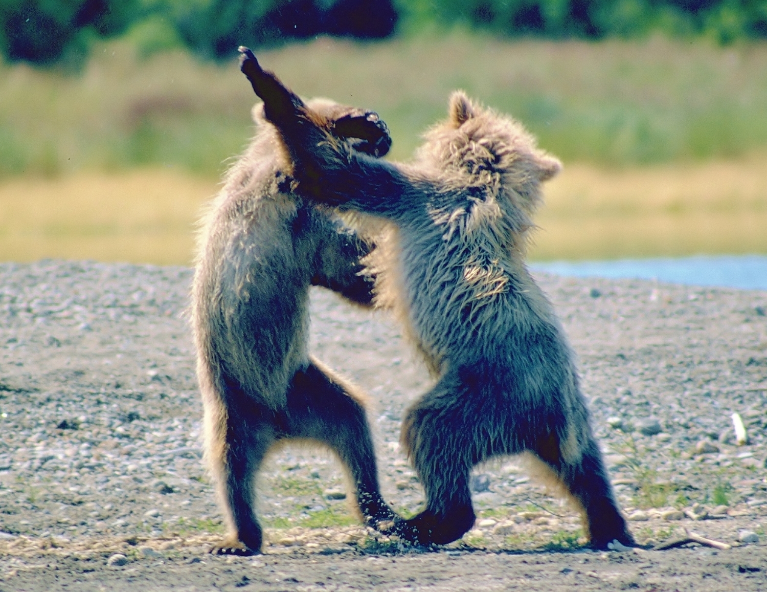 DBbearcubsplaying.jpg