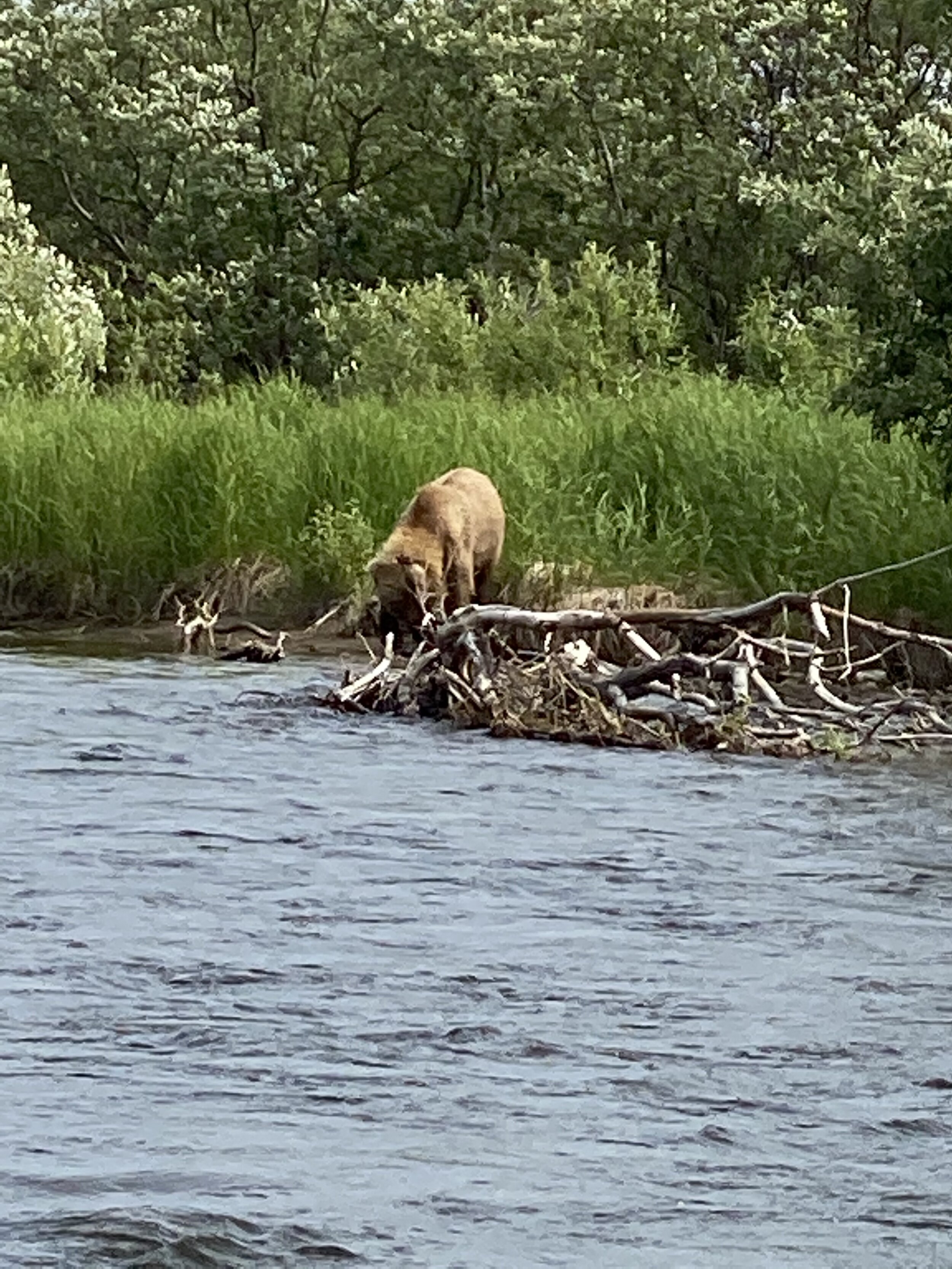 Bear fishing alagnak.jpg