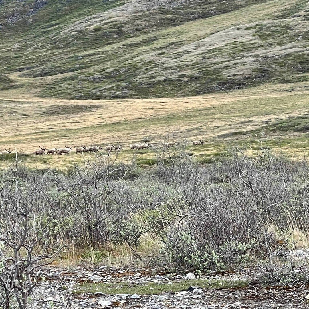 We spy caribou on the Hula Hula....Do you? 
#caribou #arctic #arcticnationalwildliferufuge #hulahula #ouzelexpeditions