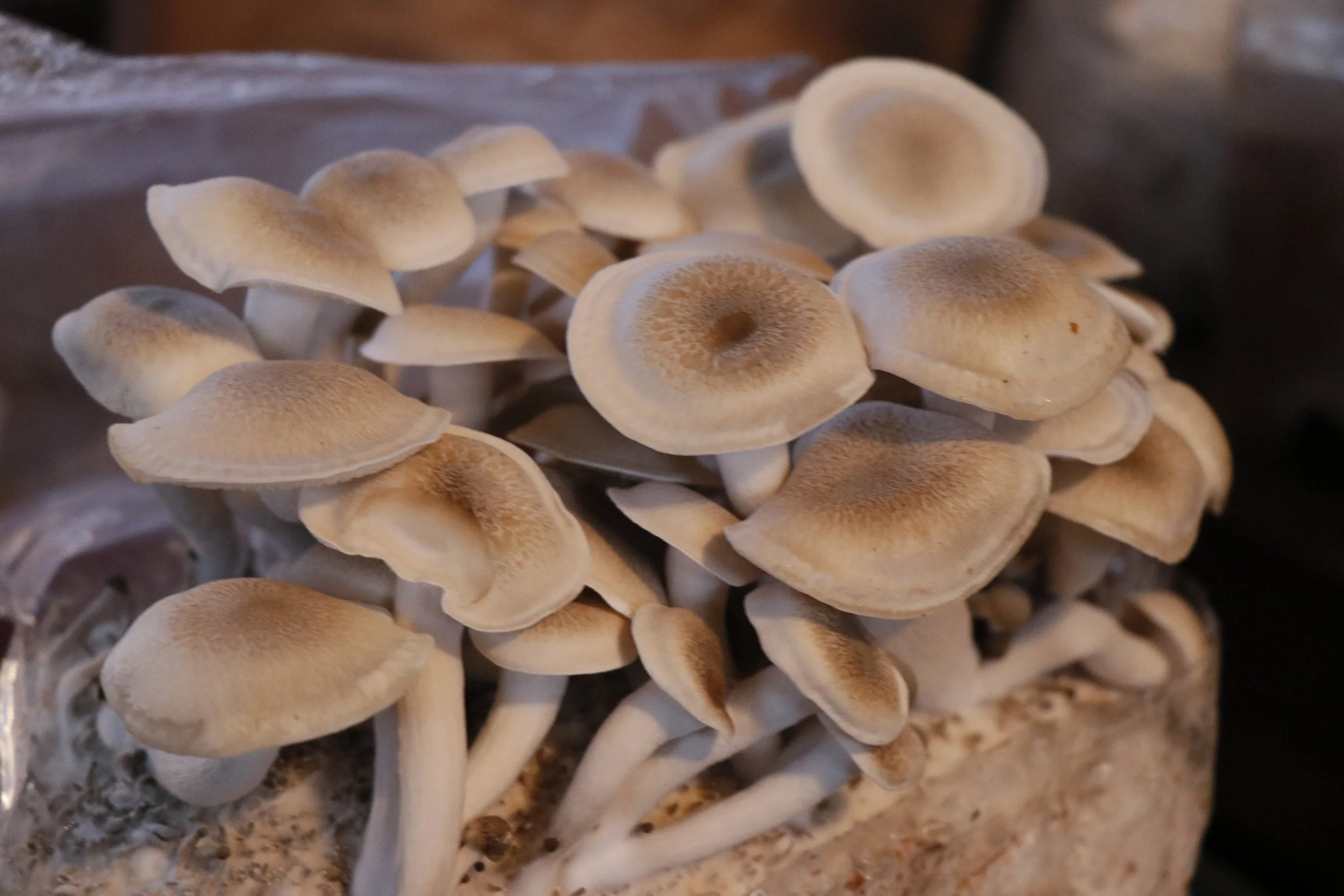 Shimeji Mushroom Kit — Mycouprrhizal