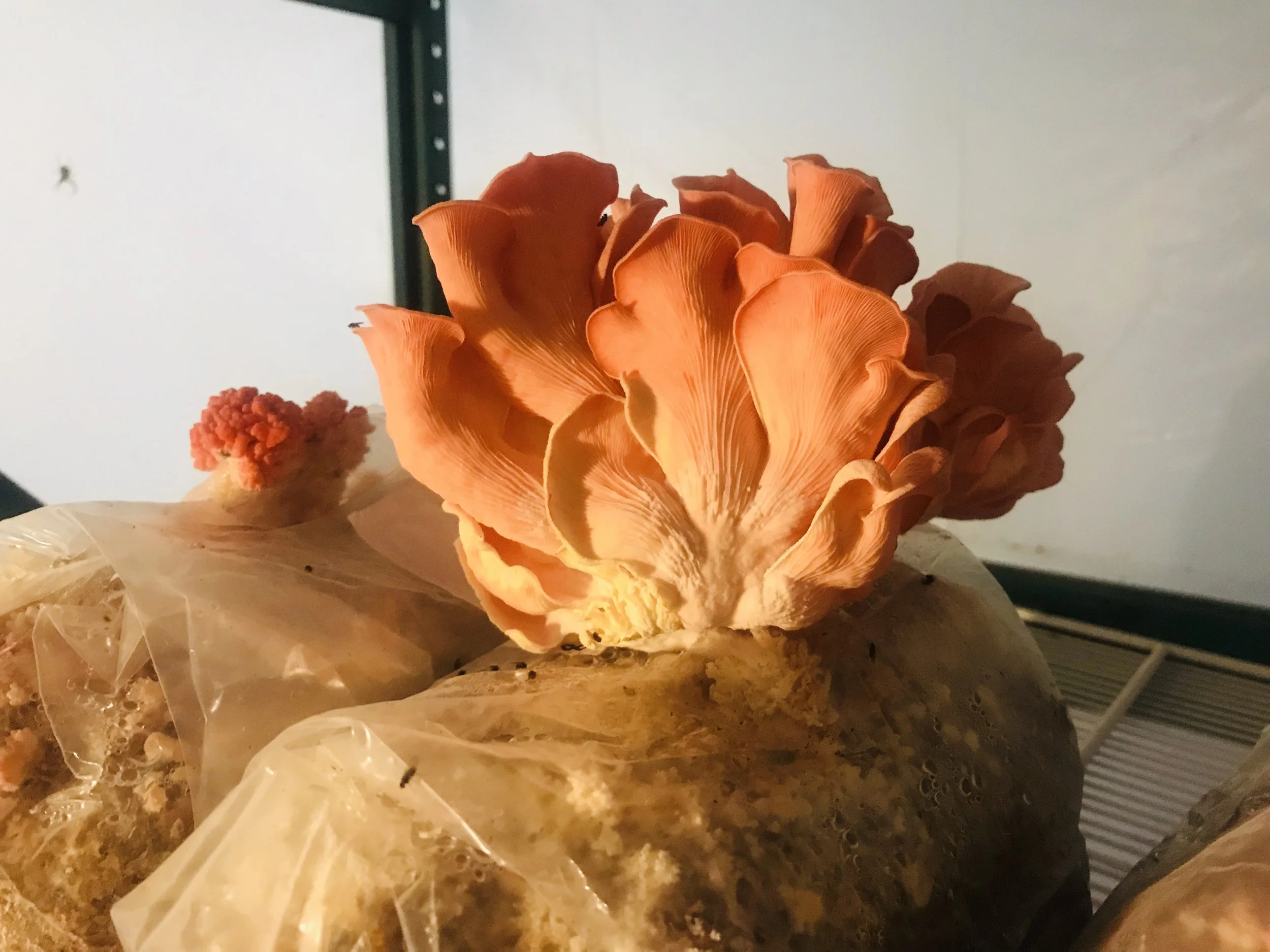 Pink Oyster Mushroom Kit : Great Beginner Option