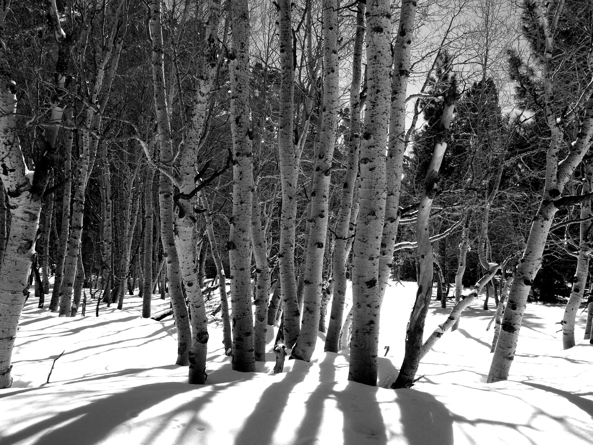 Black and White Aspen .JPG