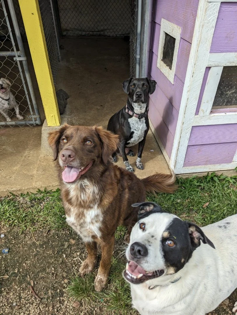 dog-boarding-doggy-daycare-play-hilo.jpg