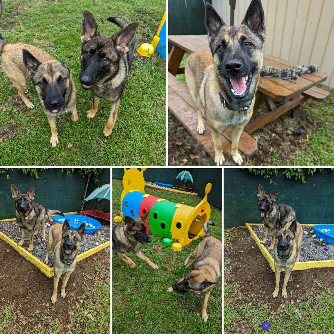 enrichment-activities-dog-daycare-hilo.jpg