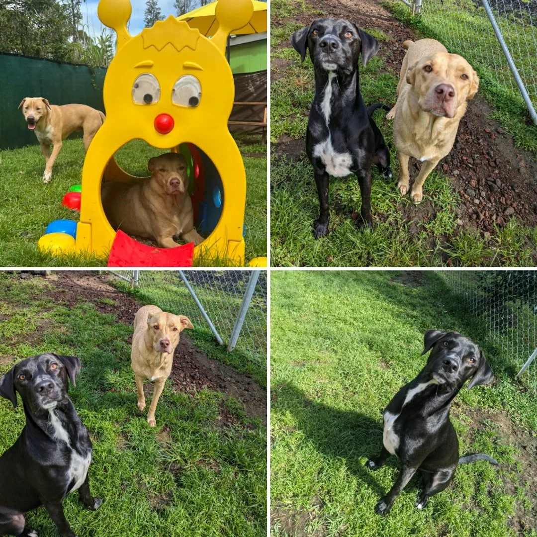 enrichment-activities-dog-boarding-hilo.jpg