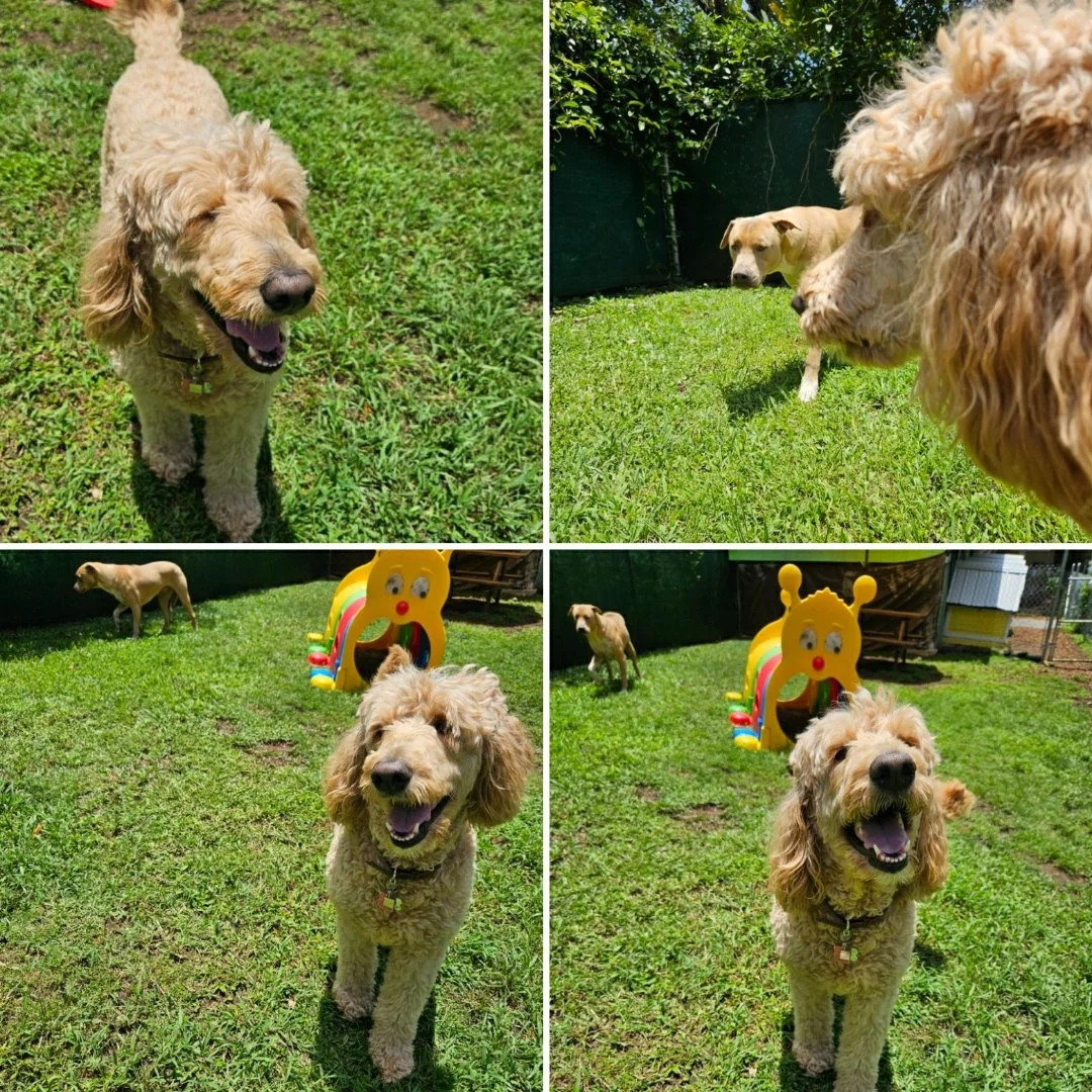 happy-dog-daycare-hilo (1).jpg
