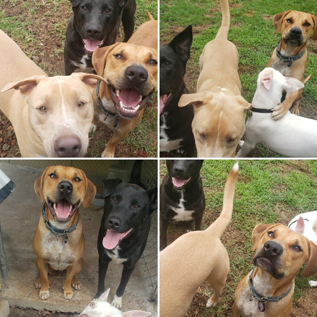 socialization-dog-daycare-keaau.jpg