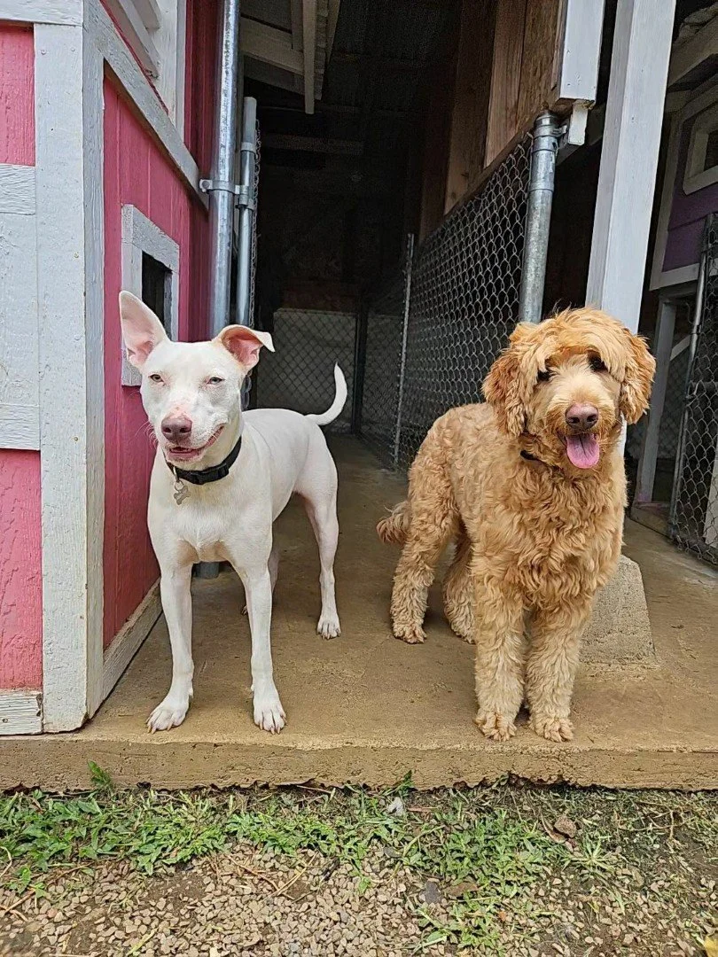 dog-suites-dog-boarding-hilo.jpg